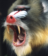 Mandrill72[1].jpg